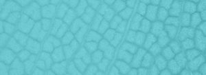 Bioinformatic Teaching Resources – For Educators, by Educators – Using KBase, a Free, User-Friendly, Open Source Platform
