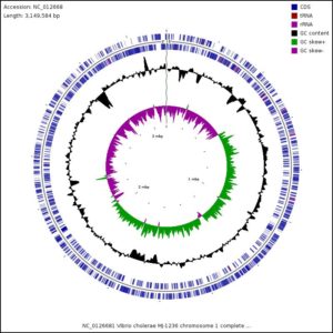Representation of the NCBI RefSeq genome for Vibrio cholerae MJ-1236 chromosome 1 (NC_012668)
