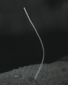 Single filament of Ca. Thiomargarita magnifica bacterium captured through a microscope. (Jean-Marie Volland)